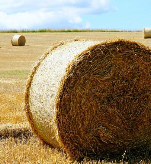 straw, hay, harvest