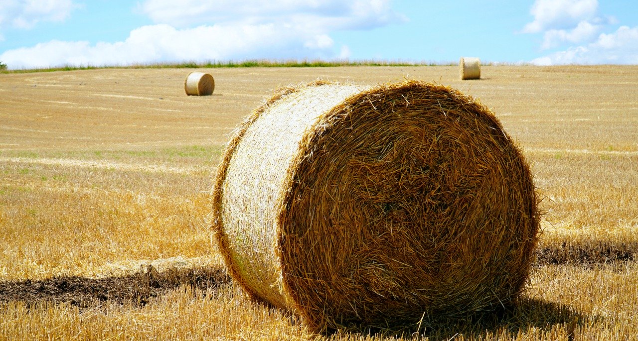 straw, hay, harvest